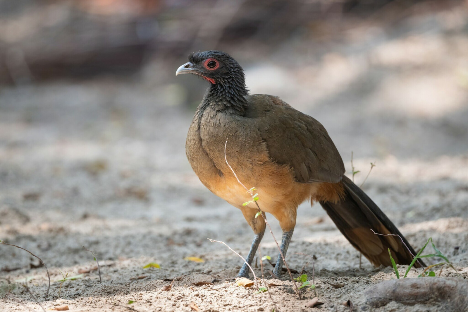 image West Mexican Chachalaca
